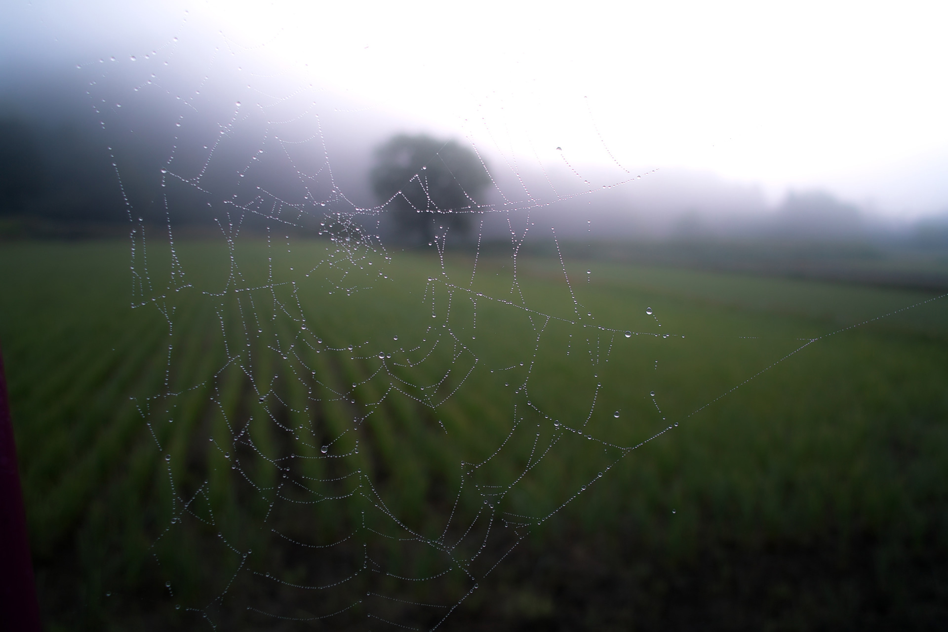 A wet spiderweb